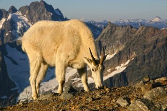 andyporter_Mountain goat at Sahale Glacier Camp, North Cascades National Park
