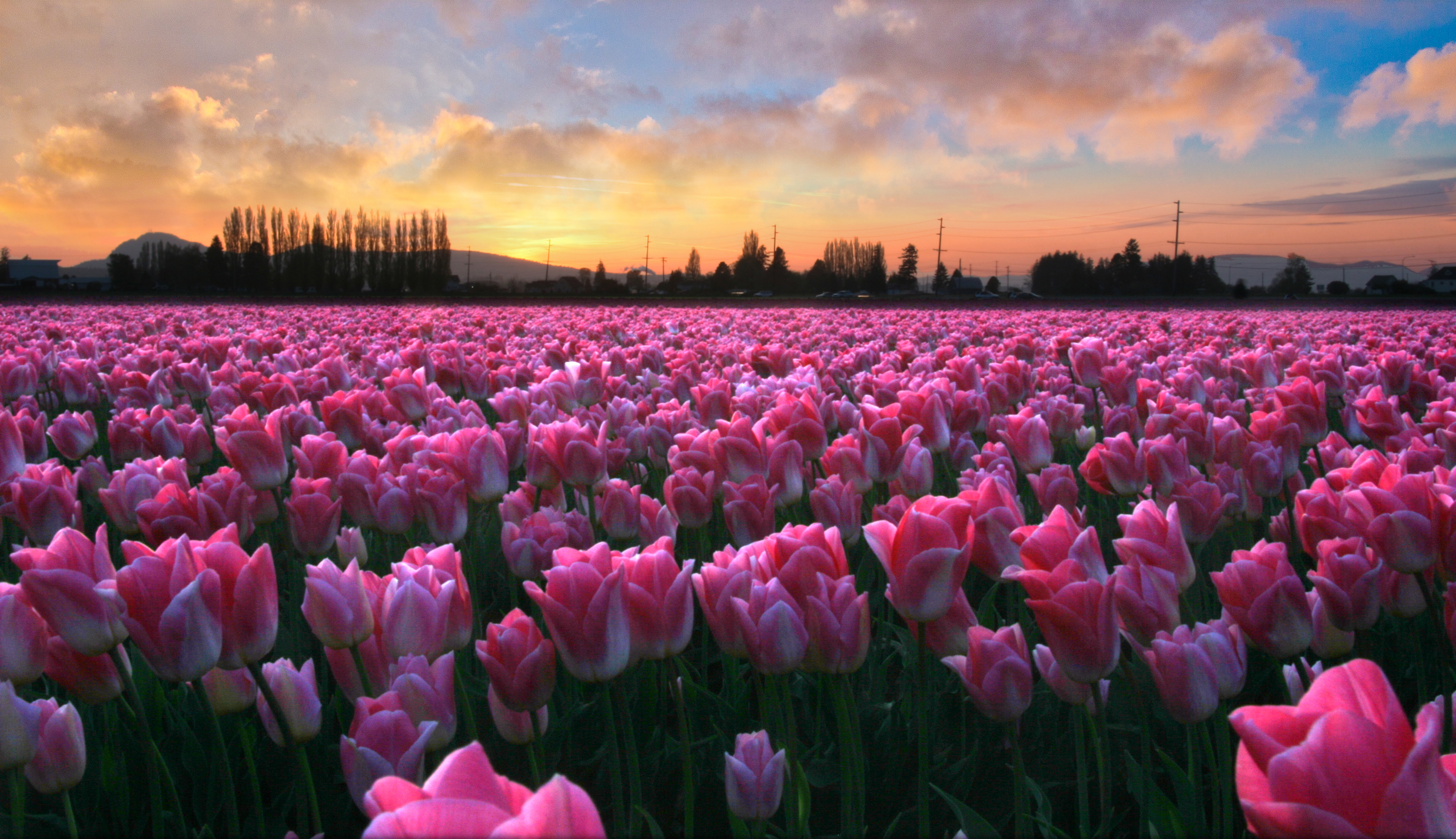 Image result for skagit valley spring tulip festival
