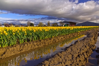 Copy of daffodil muddy rows v