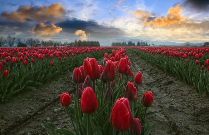 Red Tulips, Blue and Orange Sky