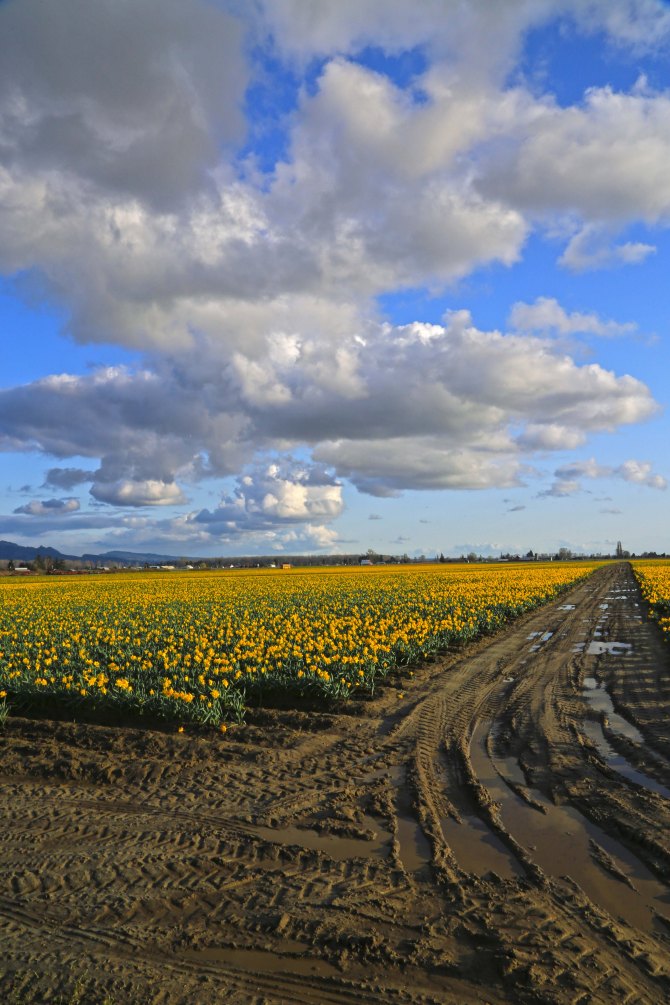 Skagit Valley Daffodils