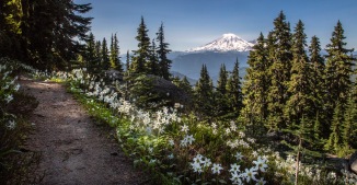 Mount Rainier and Avalanche Lillys, Goat Rock Wilderness