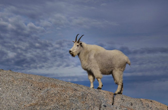 Enchantments and Mountain Goats 