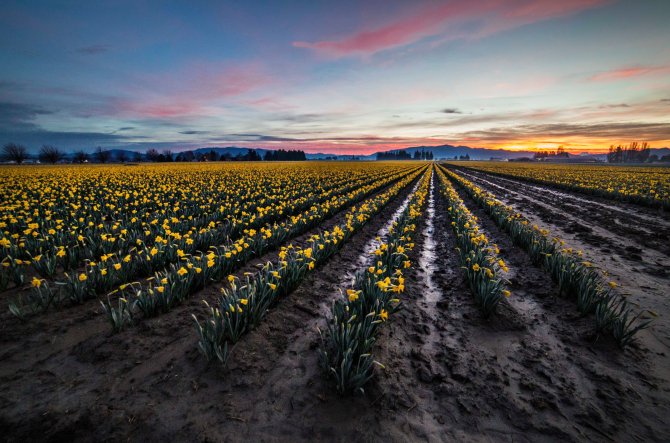 Skagit Daffodils at sunrise